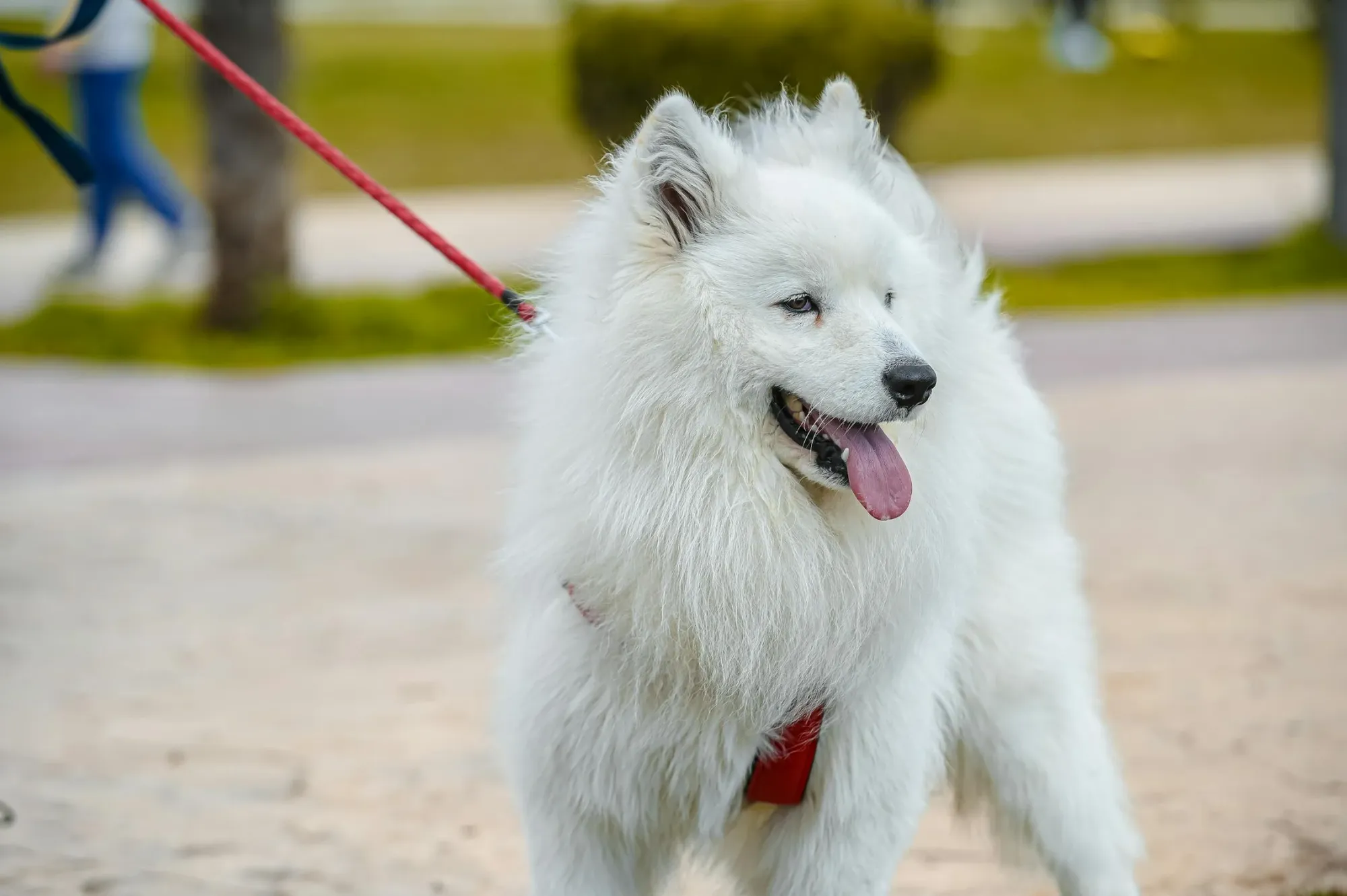 What does Indian Spitz eat?