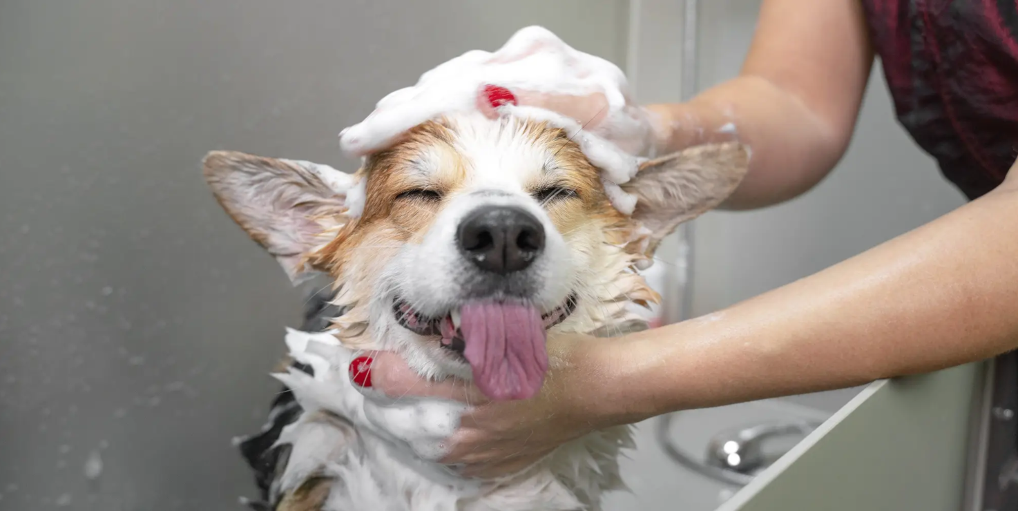 10 Signs to Know Your Dog Needs a Bath