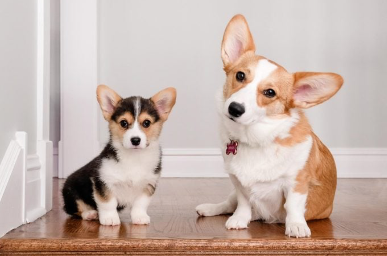 Top 10 Small Dog Breeds Perfect for All Homes