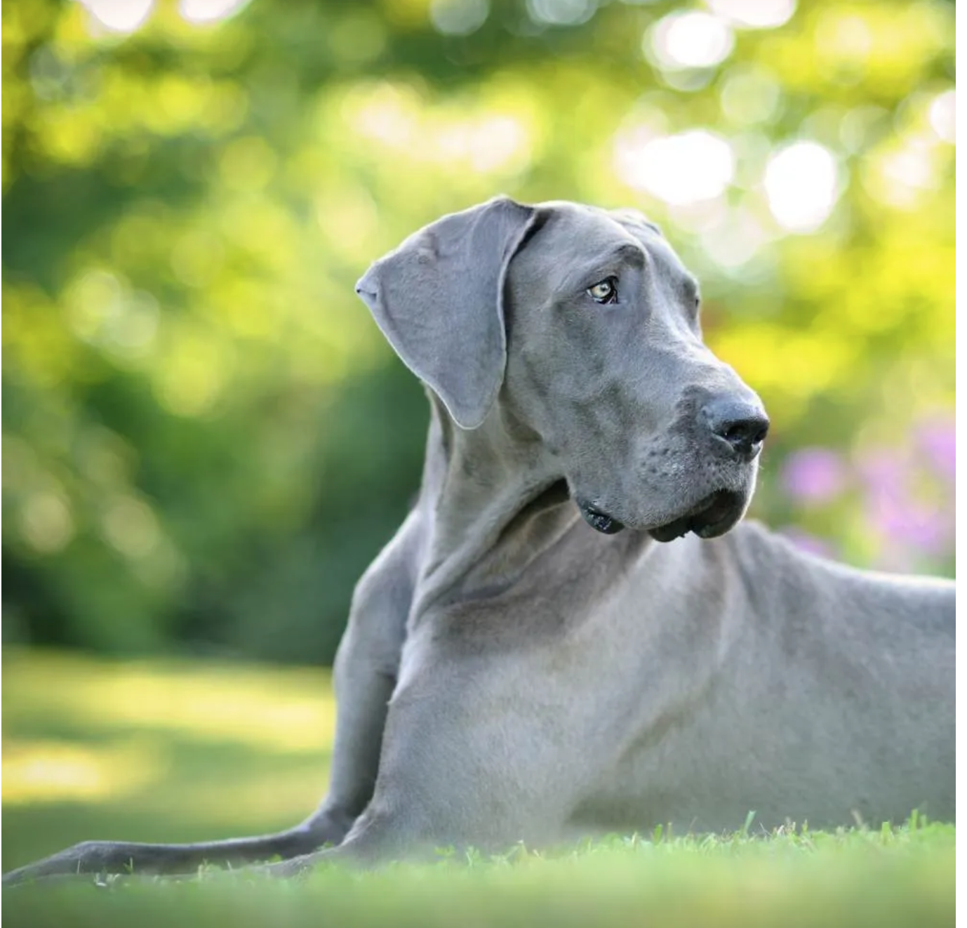 Top Dog Breeds in India That Are Resilient and Loving