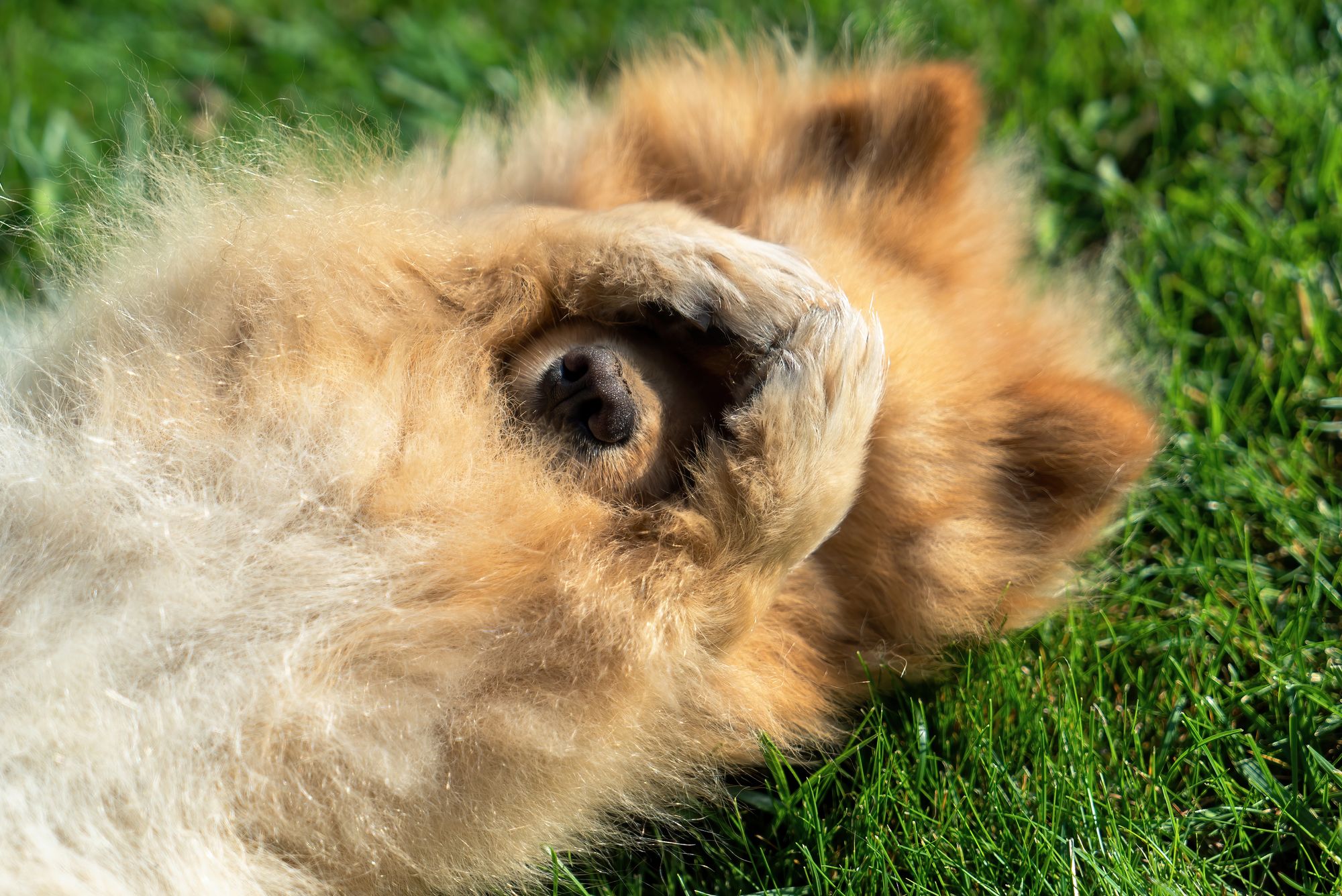 Dog Dandruff: Causes, Symptoms, and Effective Treatments