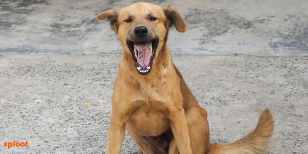 Indian Pariah Dog Temperament