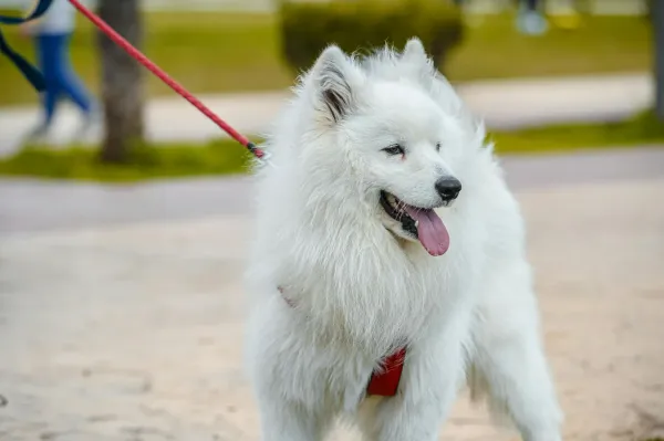 What does Indian Spitz eat?