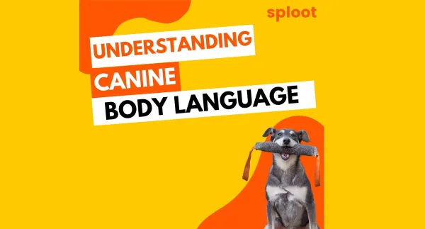 Understanding Canine Body Language