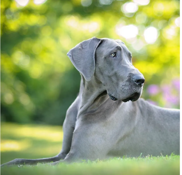 Top Dog Breeds in India That Are Resilient and Loving